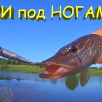 Как поймать щуку у самого берега? Рыбалка на воблеры Zip Bates Orbit 80 и Jackall Tiny Magallon.