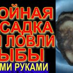Убойная насадка на которую клюёт вся рыба на реке и озере