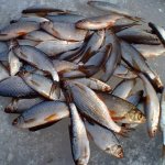Отличная рабочая зимняя насадка которая ловит всю рыбу зимой