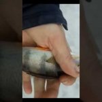 На зимней рыбалке таскаю плотву