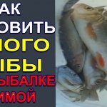 Как наловить МНОГО РЫБЫ на зимней рыбалке