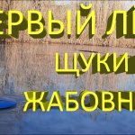 Поставил жерлицы в жабовнике... Щука и окунь скучать не дали!