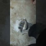 Зимняя рыбалка на мормышку, ловля рыбы со льда