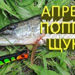 Щука на поппер в апреле? Это реально! Выручил Sert Killer Pop 80.