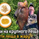 Огромный лещ берет только на эту насадку. Как поймать трофейного леща в жару? Секреты ловли леща