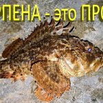 Бешеный клев на Черном море, в чем секрет? Лучшая приманка на скорпену (2 часть).