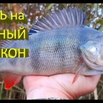 Исаковское водохранилище: был щучий рай, стало окуневое эльдорадо!