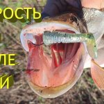 Хитрость при ловле на джиг пассивной щуки в ноябре