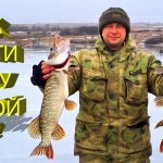 Где искать щуку зимой? Ловля трофейной щуки на крупного окуня