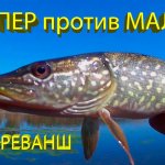 ПОППЕР или МАЛАС? Яростные и зрелищные атаки щуки на поверхностные воблеры!