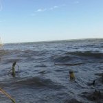 Жара+40градусов/ Горячий ветер. Рыбалка. Ловля на ПОПЛАВОК #рыбацкая_удача