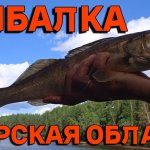 РЫБАЛКА в Тверской области. Отдых с палатками. Красивые места! Рыбалка 2024. Река Молога.Часть 1