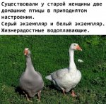 {$title}
