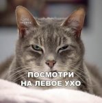 {$title}