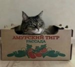 {$title}