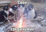 {$title}