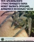 {$title}