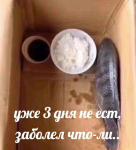 {$title}