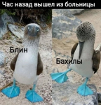 {$title}