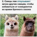 {$title}