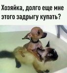 {$title}