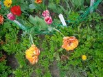 IMG_20250517_124447.jpg
