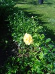 IMG_20260621_072621.jpg