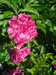 IMG_20260621_072712_1.jpg