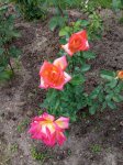 IMG_20260620_154422.jpg