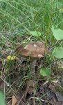 {$title}
