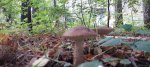 {$title}