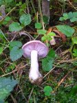 {$title}
