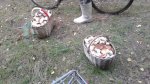 {$title}
