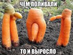 {$title}