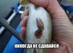 {$title}
