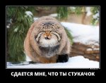 {$title}