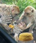 {$title}