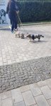 {$title}
