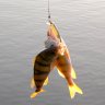 Angler